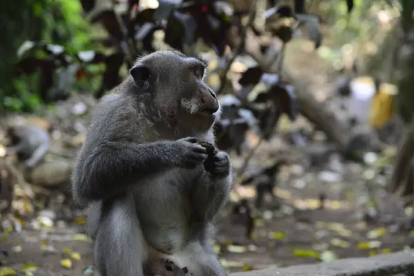 Território Floresta Dos Macacos Indonésia — Fotografia de Stock