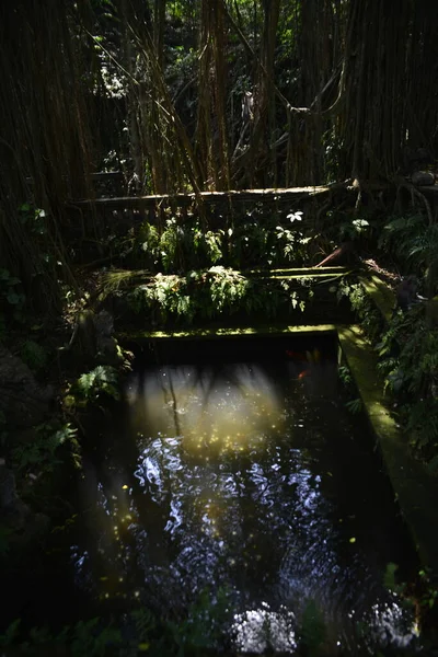 Majomerdő Nappal Ubud Indonézia — Stock Fotó