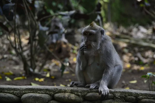 Endonezya Nın Ubud Şehrinde Gündüz Vakti Maymun Ormanı — Stok fotoğraf