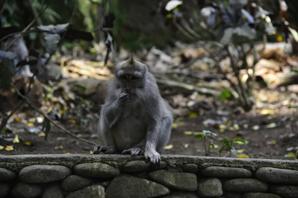 Territoriet Apskog Indonesien — Stockfoto