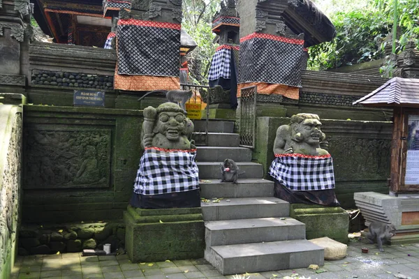 Las Małp Dzień Ubud Indonezja — Zdjęcie stockowe