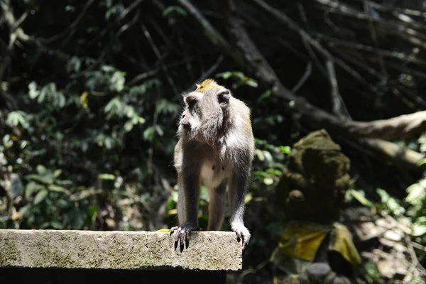 Las Małp Dzień Ubud Indonezja — Zdjęcie stockowe