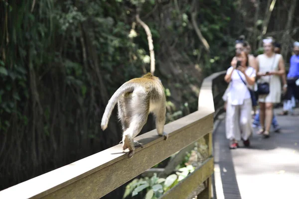 Las Małp Dzień Ubud Indonezja — Zdjęcie stockowe