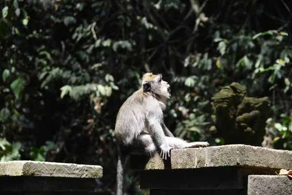 Terytorium Lasów Małp Indonezji — Zdjęcie stockowe