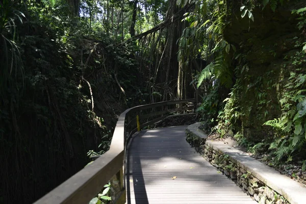 Bosque Monos Durante Día Ubud Indonesia — Foto de Stock