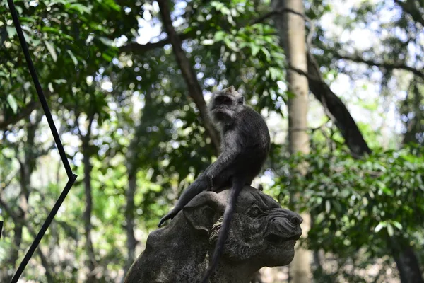 Floresta Macacos Durante Dia Ubud Indonésia — Fotografia de Stock