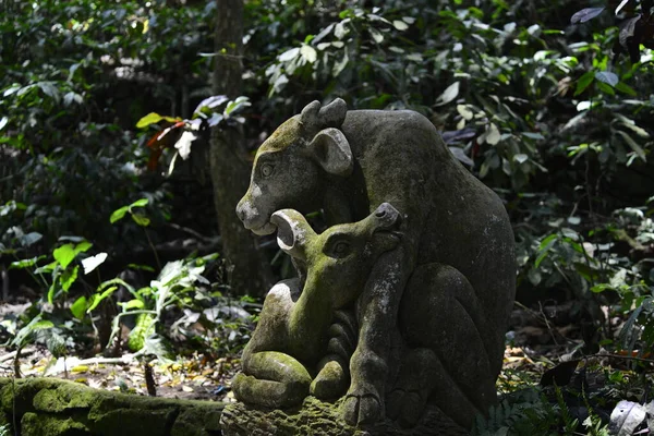 Forêt Singes Jour Ubud Indonésie — Photo