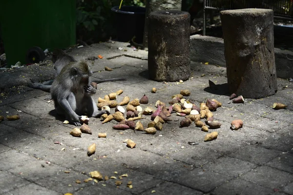 Floresta Macacos Durante Dia Ubud Indonésia — Fotografia de Stock