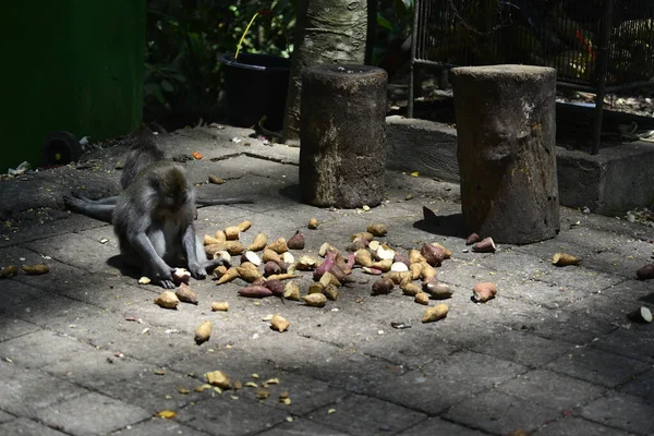 Endonezya Nın Ubud Şehrinde Gündüz Vakti Maymun Ormanı — Stok fotoğraf