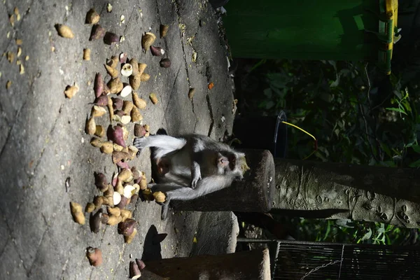 Floresta Macacos Durante Dia Ubud Indonésia — Fotografia de Stock