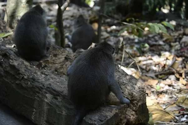 Bosque Monos Durante Día Ubud Indonesia — Foto de Stock