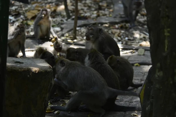 Foresta Delle Scimmie Giorno Ubud Indonesia — Foto Stock