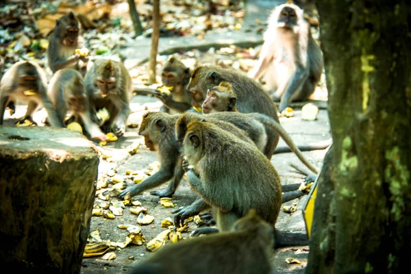 Forêt Singes Jour Ubud Indonésie — Photo