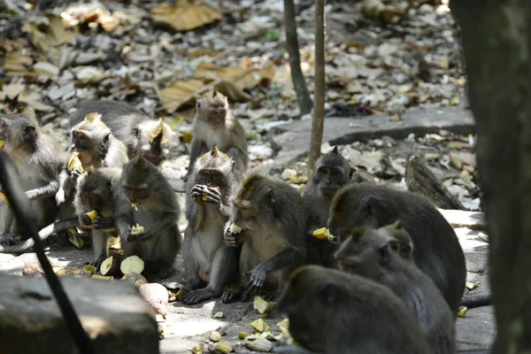 Monkey Forest Την Ημέρα Στο Ubud Ινδονησία — Φωτογραφία Αρχείου