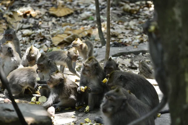 Apskogen Dagtid Ubud Indonesien — Stockfoto