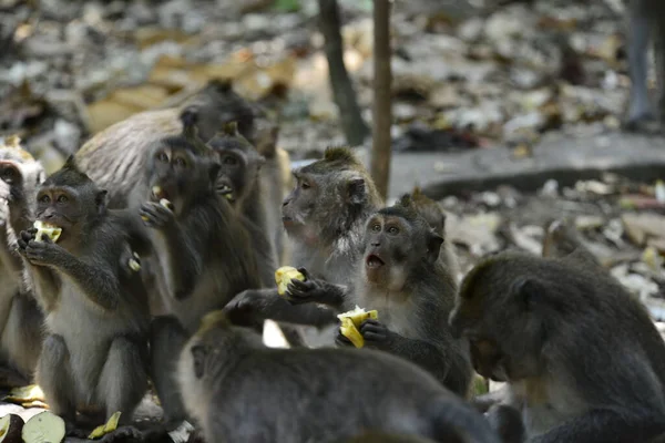 Forêt Singes Jour Ubud Indonésie — Photo