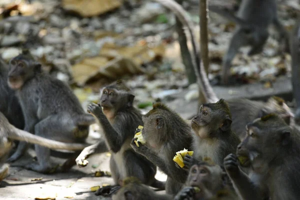 Endonezya 'nın Ubud şehrinde gündüz vakti Maymun Ormanı 