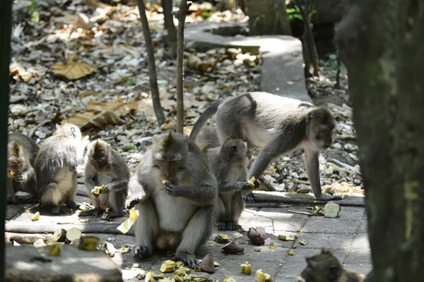 Foresta Delle Scimmie Giorno Ubud Indonesia — Foto Stock