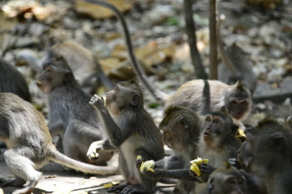 Forêt Singes Jour Ubud Indonésie — Photo