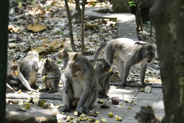Monkey Forest Την Ημέρα Στο Ubud Ινδονησία — Φωτογραφία Αρχείου