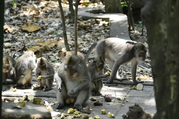 Floresta Macacos Durante Dia Ubud Indonésia — Fotografia de Stock