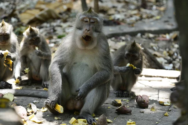 Forêt Singes Jour Ubud Indonésie — Photo