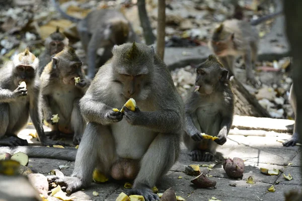 Floresta Macacos Durante Dia Ubud Indonésia — Fotografia de Stock