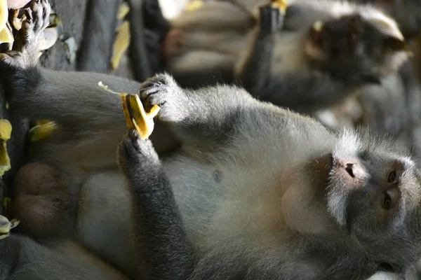 Floresta Macacos Durante Dia Ubud Indonésia — Fotografia de Stock