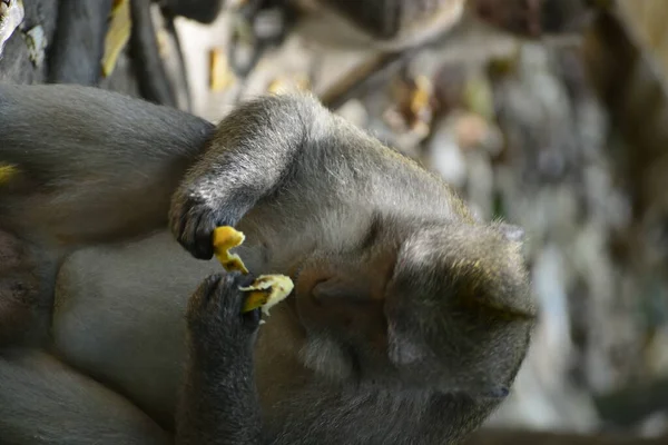 Floresta Macacos Durante Dia Ubud Indonésia — Fotografia de Stock