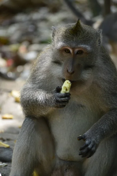 印度尼西亚乌布德的猴林 — 图库照片
