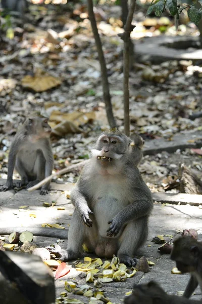 Apskogen Dagtid Ubud Indonesien — Stockfoto