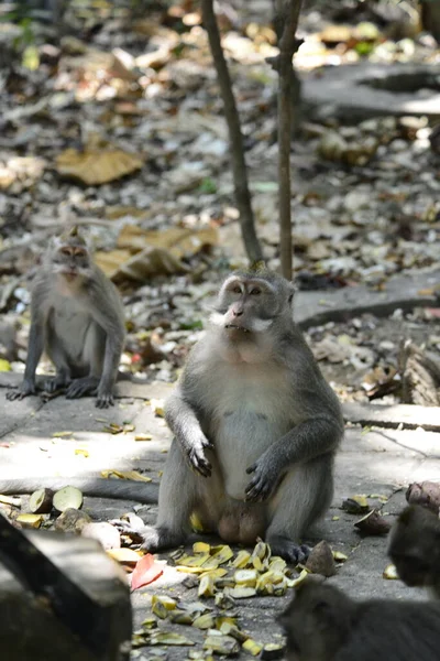 Floresta Macacos Durante Dia Ubud Indonésia — Fotografia de Stock