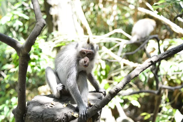 Forêt Singes Jour Ubud Indonésie — Photo