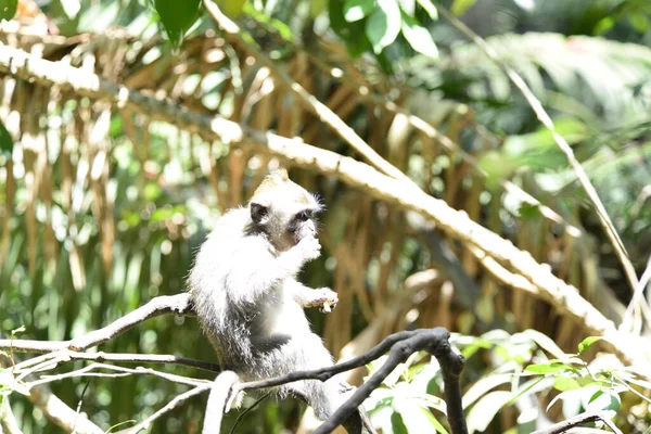 Las Małp Dzień Ubud Indonezja — Zdjęcie stockowe