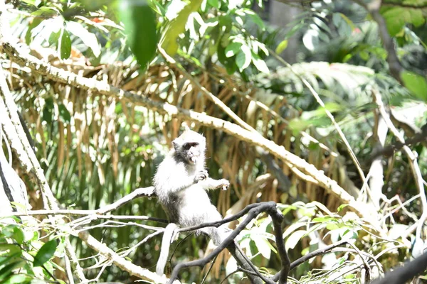 Floresta Macacos Durante Dia Ubud Indonésia — Fotografia de Stock