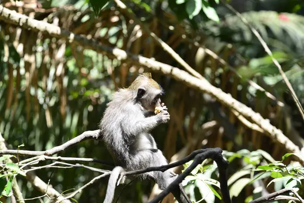 Floresta Macacos Durante Dia Ubud Indonésia — Fotografia de Stock