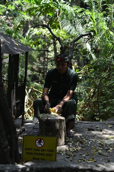 Affenwald Bei Tag Ubud Indonesien — Stockfoto