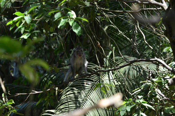 Floresta Macacos Durante Dia Ubud Indonésia — Fotografia de Stock