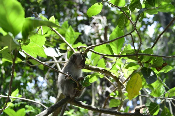 Bosque Monos Durante Día Ubud Indonesia —  Fotos de Stock