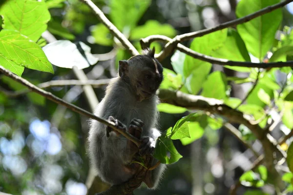 Floresta Macacos Durante Dia Ubud Indonésia — Fotografia de Stock