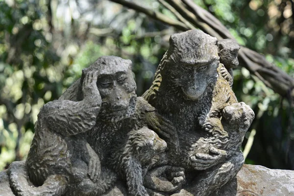 Bosque Monos Durante Día Ubud Indonesia — Foto de Stock