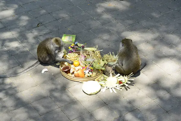 Floresta Macacos Durante Dia Ubud Indonésia — Fotografia de Stock