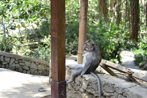 Affenwald Bei Tag Ubud Indonesien — Stockfoto