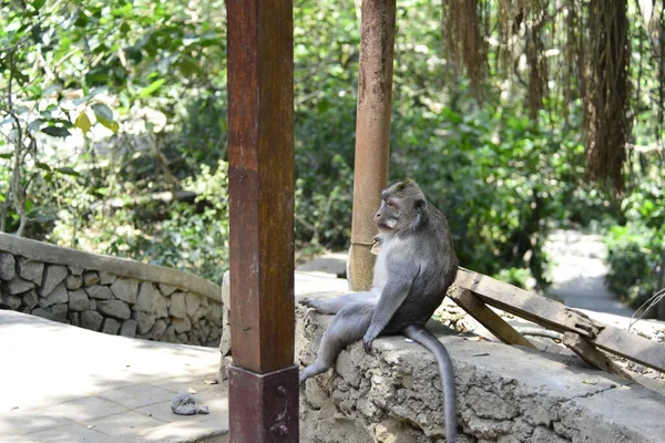 Bosque Monos Durante Día Ubud Indonesia — Foto de Stock