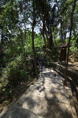 Endonezya 'nın Ubud şehrinde gündüz vakti Maymun Ormanı 