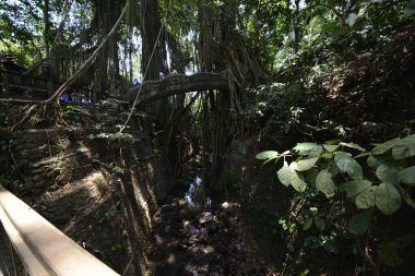 Endonezya 'nın Ubud şehrinde gündüz vakti Maymun Ormanı 