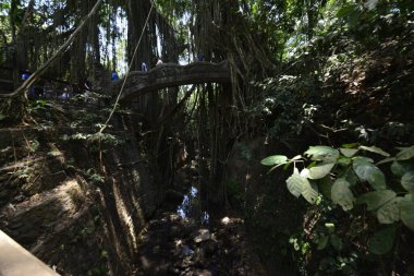 Endonezya 'nın Ubud şehrinde gündüz vakti Maymun Ormanı 