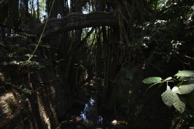Endonezya 'nın Ubud şehrinde gündüz vakti Maymun Ormanı 