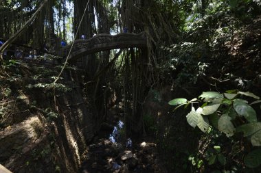 Endonezya 'nın Ubud şehrinde gündüz vakti Maymun Ormanı 