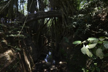 Endonezya 'nın Ubud şehrinde gündüz vakti Maymun Ormanı 